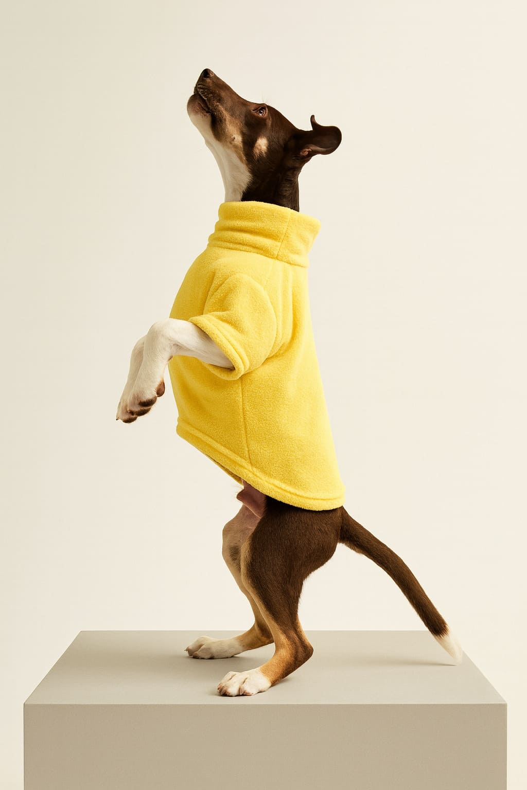 Hoodie COCKER con Cuello Alto Amarillo