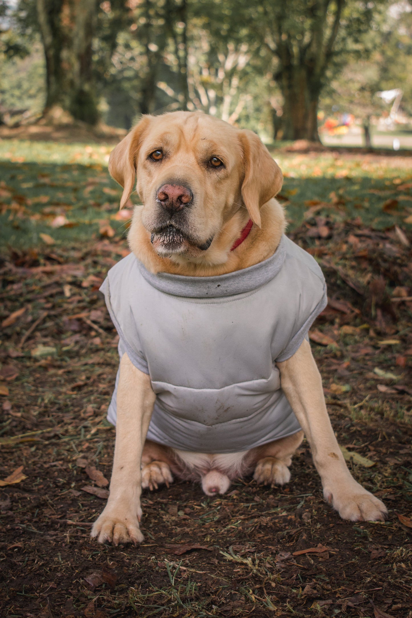 Chaleco TERRIER Gris Acolchado 2-en-1 (Arnés Integrado)