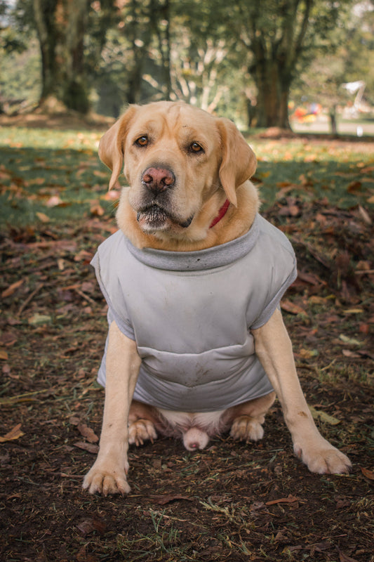 Chaleco TERRIER Gris Acolchado 2-en-1 (Arnés Integrado)