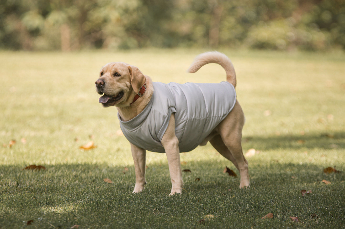 Chaleco TERRIER Gris Acolchado 2-en-1 (Arnés Integrado)