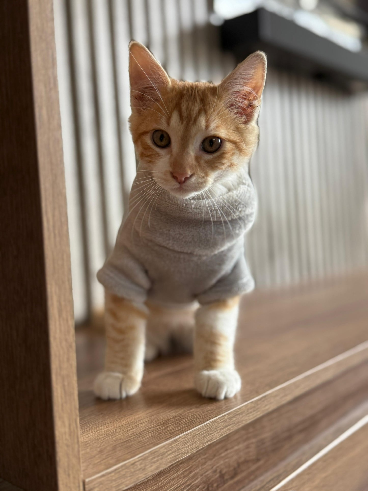 Hoodie COCKER con Cuello Alto Gris